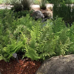 Fern border, Meadow Pond, SBBG Photo Contest 2012