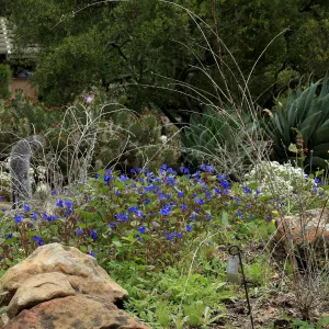 Desert Section in bloom, SBBG Photo Contest