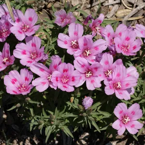 Clarkia flower, SBBG Photo Contest 2012