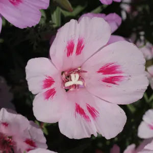 Clarkia flower, SBBG Photo Contest 2012