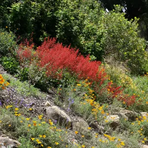 Meadow border, Heuchera display, wildflowers, SBBG Photo Contest