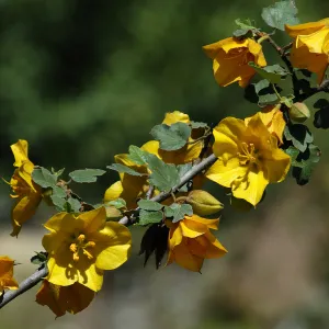 Fremontodendron inflorescence, SBBG Photo Contest 2012
