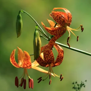 Humboldt lily, SBBG Photo Contest 2012