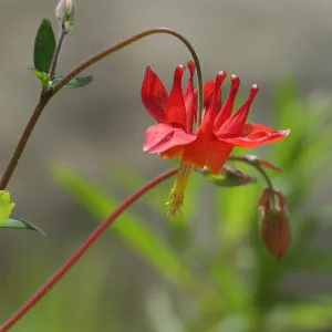 Columbine flower, Aquilegia, SBBG Photo Contest 2012