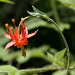 Columbine flower, Aquilegia, SBBG Photo Contest 2012