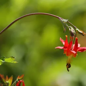 honey bee, Columbine flower, Aquilegia, SBBG Photo Contest 2012
