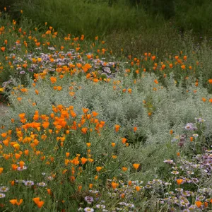 Meadow border, SBBG Photo Contest