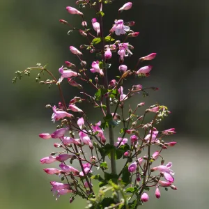 pink penstemon inflorescence, SBBG Photo Contest 2012