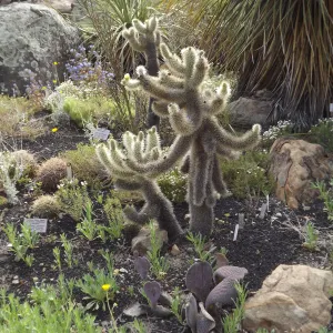 teddy-bear cholla, Cylindropuntia bigelovii, in the Desert Section, SBBG Photo Contest 2012