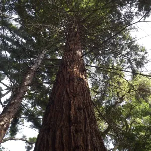 Coast Redwood tree, Redwood Section, SBBG Photo Contest 2012