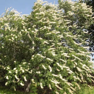 Aesculus in bloom, SBBG Photo Contest 2012