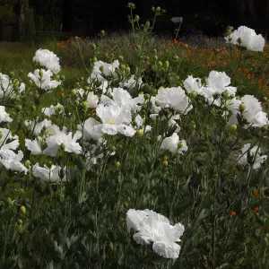 Matilija poppies in the Meadow, wildflower display, SBBG Photo Contest 2012