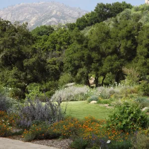 Meadow birder in bloom, lawn, SBBG Photo Contest 2012