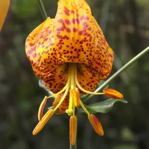 Humboldt lily, Lilium humboldtii, SBBG Photo Contest 2012