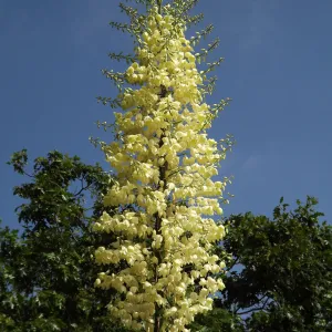 Yucca inflorescence, SBBG Photo Contest 2012