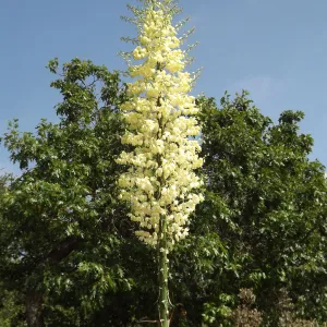 Yucca inflorescence, SBBG Photo Contest 2012