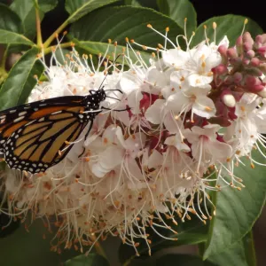 monarch butterfly on Aesculus inflorescence, SBBG Photo Contest 2012