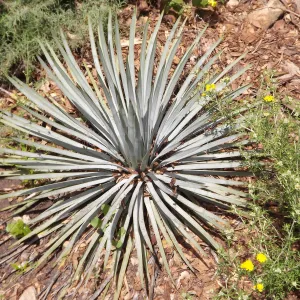 Agave (Century Plant), SBBG Photo Contest 2012