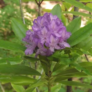 Rhododendron macrophyllum, Redwood Section, SBBG Photo Contest 2012