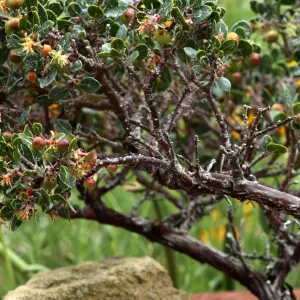 Arctostaphylos manzanita in fruit, SBBG Photo Contest 2012