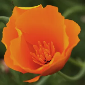 Poppy flower, SBBG Photo Contest 2012