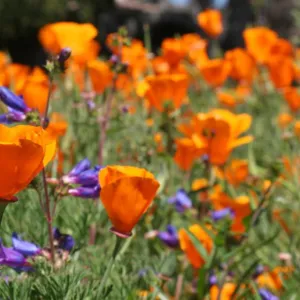 Poppies and Penstemon, wildflower display, SBBG Photo Contest 2012