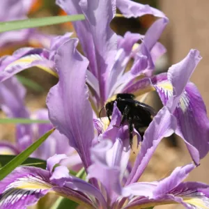 bee, native Iris, SBBG Photo Contest 2012