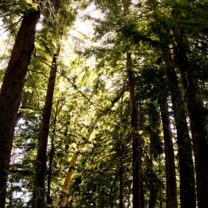 Redwood Section, tall panorama, SBBG Photo Contest 2012