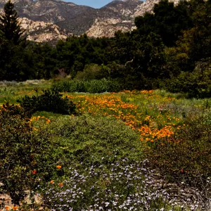 Meadow panorama, tall, SBBG Photo Contest 2012