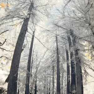 Redwood Section, tall panorama, infrared, SBBG Photo Contest2012