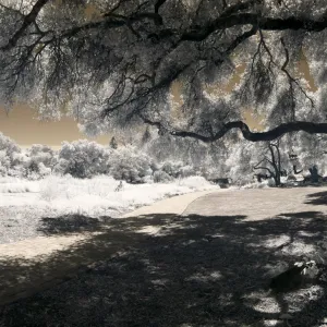 Meadow panorama, infrared, SBBG Photo Contest 2012