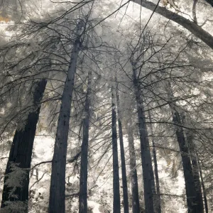 Redwood Section, tall panorama, infrared, SBBG Photo Contest 2012