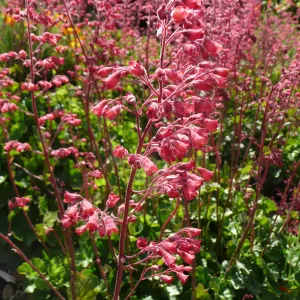 pink Heuchera, SBBG Photo Contest 2012