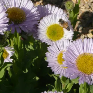 honeybee, Erigeron flowers, SBBG Photo Contest 2012