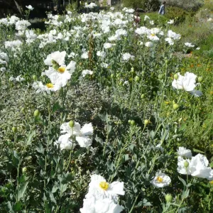 Matilija poppies in the lower Meadow, Ground Cover Display, SBBG Photo Contest 2012