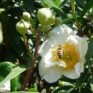 honeybee, Carpenteria californica, SBBG Photo Contest 2012