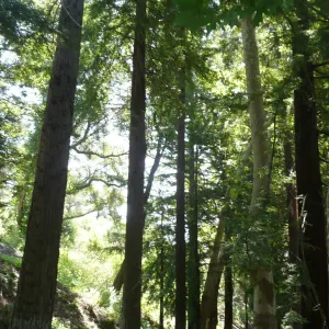 visitor on wood bench in Redwood Section, SBBG Photo Contest 2012