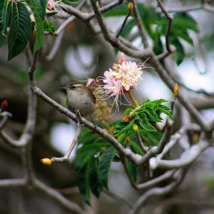 Bewicks Wren, Aesculus, SBBG Photo Contest 2012