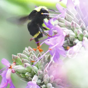 bumble bee, Salvia (Sage), SBBG Photo Contest 2012 Sage