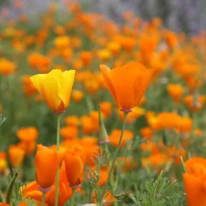 Field of Poppoies, third place winner, Garden Postcard category, SBBG Photo Contest 2012