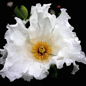 Argemone flower, SBBG Photo Contest 2012