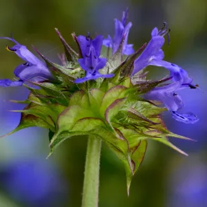 Chia, Salvia columbaria.e SBBG Photo Contest 2012