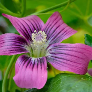 Lavatera flower, SBBG Photo Contest 2012