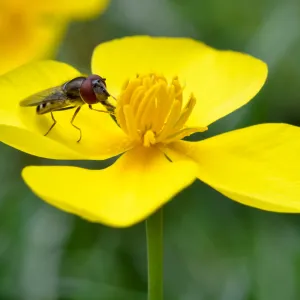 Fly and Dendromecon, second place winner, Wildlife in the Garden category, SBBG Photo Contest 2012