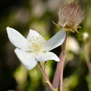 SBBG Photo Contest 2012. Fallugia paradoxa, Apache Plume