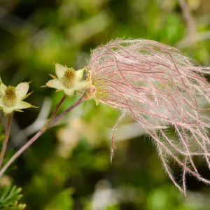 SBBG Photo Contest 2012. Fallugia paradoxa, Apache Plume