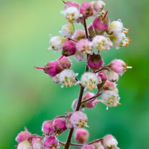 Heuchera, SBBG Photo Contest 2012