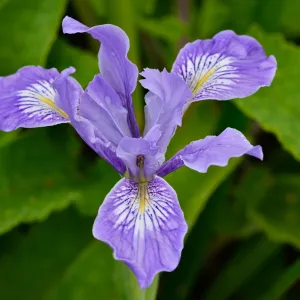 native Iris, SBBG Photo Contest 2012