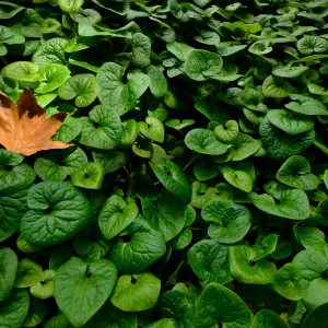 Wild Ginger, first place winner, Garden Postcard category, SBBG Photo Contest 2012