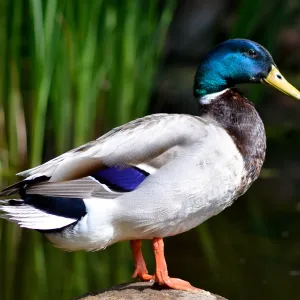 Mallard duck, SBBG Meadow Pond, SBBG Photo Contest 2012